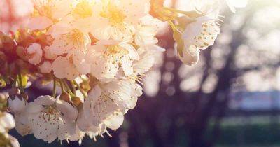 How to Grow and Care for Ornamental Flowering Cherry Trees - gardenerspath.com - China -  Oregon - Japan