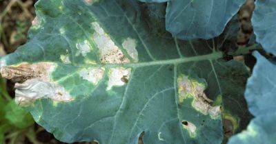 How to Identify, Prevent, and Treat Bacterial Leaf Spot on Turnip Crops - gardenerspath.com
