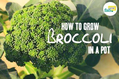 How to Grow Broccoli in a Pot - fabhow.com - Italy