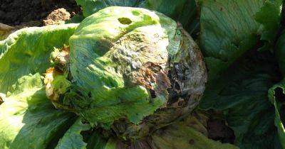How to Identify and Prevent Common Lettuce Diseases - gardenerspath.com