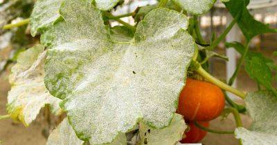 How to Prevent and Treat Powdery Mildew on Pumpkins - gardenerspath.com