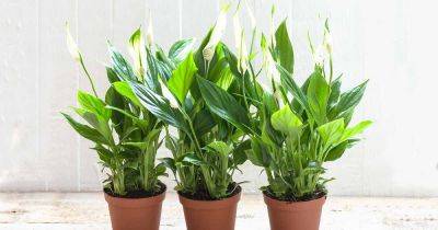 How to Water Peace Lily Houseplants - gardenerspath.com - Mexico
