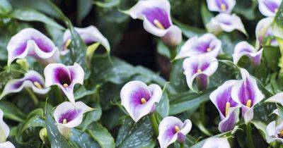 How to Winterize Calla Lilies - gardenerspath.com