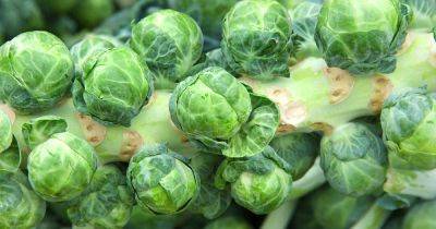 How to Harvest Brussels Sprouts | Gardener's Path - gardenerspath.com