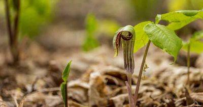 How to Grow and Care for Jack-in-the-Pulpit| Gardener’s Path - gardenerspath.com - Usa - Canada