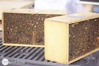 Become A Backyard Beekeeper - onegoodthingbyjillee.com