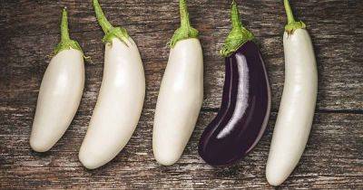 9 of the Best White Eggplant Varieties - gardenerspath.com