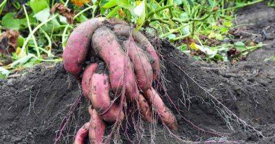 How to Harvest and Store Sweet Potatoes | Gardener's Path - gardenerspath.com