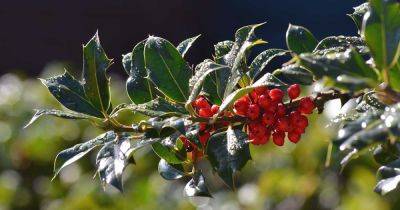How to Grow and Care for Winterberry Holly - gardenerspath.com - Usa - Britain - Canada -  California -  Florida -  Texas