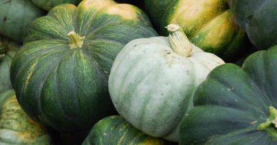 Tips to Turn Green Pumpkins Orange After Vines Die - gardenerspath.com