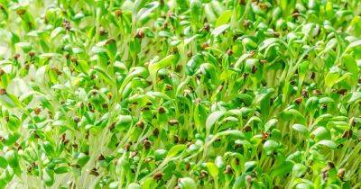 How to Grow Alfalfa Sprouts at Home - gardenerspath.com