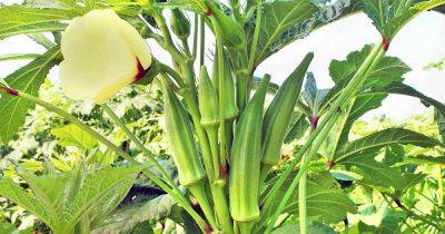 How to Grow Okra in Your Home Veggie Patch - gardenerspath.com - India - Egypt