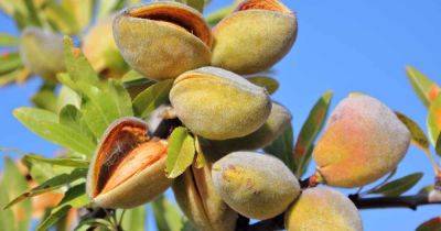How and When to Prune Almond Trees - gardenerspath.com