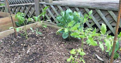 How to Make Your Own Tomato Trellis or Cage Support - gardenerspath.com -  California -  Florida