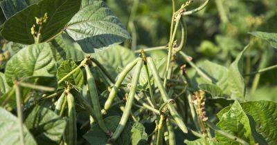 How to Plant and Grow Black-Eyed Peas - gardenerspath.com - Usa