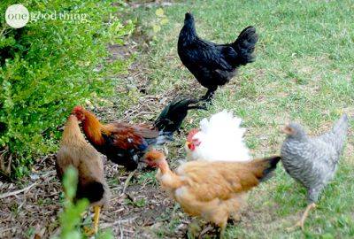 Raising Backyard Chickens - onegoodthingbyjillee.com - Usa