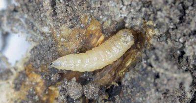 Identifying and Controlling Cabbage Maggots | Gardener's Path - gardenerspath.com - Usa -  California