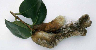 How to Identify and Deal with Leaf Gall on Camellias - gardenerspath.com