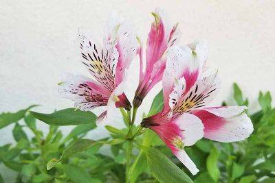 How to Grow and Care for Alstroemeria (Peruvian Lily) - gardenerspath.com - Peru - Chile