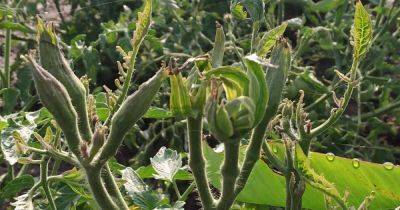 Identify and Prevent Tomato Big Bud Disease - gardenerspath.com - Usa - China - India - South Africa - Australia - Brazil