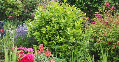How to Grow and Care for Bay Laurel Trees - gardenerspath.com - Greece
