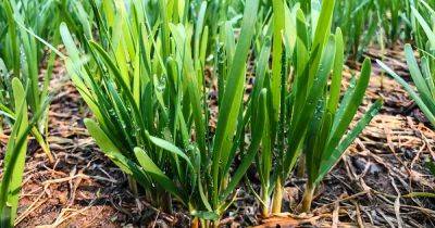 How to Plant and Grow Wild Garlic Chives in the Garden - gardenerspath.com - China