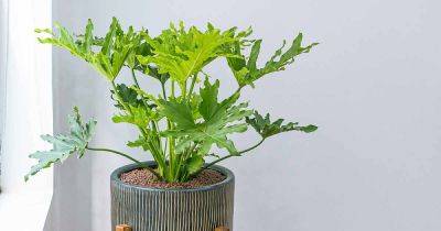 How to Grow and Care for Tree Philodendron Houseplants - gardenerspath.com - Switzerland