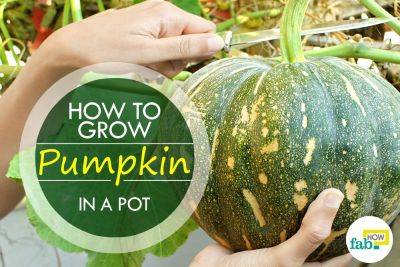 How to Grow Pumpkins with Easy Step-by-Step Pictures - fabhow.com