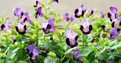 How to Grow and Care for Torenia (Wishbone) Flowers - gardenerspath.com