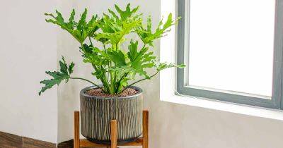 How and When to Repot Tree Philodendron Houseplants - gardenerspath.com