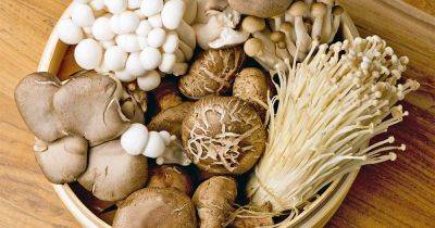 11 of the Best Mushroom Kits to Grow Your Own - gardenerspath.com