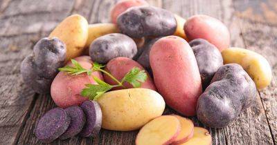 What Are Early, Mid, and Late Season Potatoes? - gardenerspath.com - France - Germany
