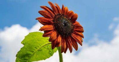 9 of the Best Pollenless Sunflowers - gardenerspath.com