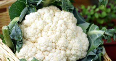 When and How to Harvest Cauliflower - gardenerspath.com