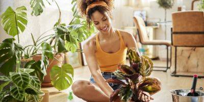 10 Best Indoor Plants to Improve Your Health and Home - goodhousekeeping.com