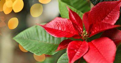 How to Propagate Poinsettia Plants from Cuttings - gardenerspath.com