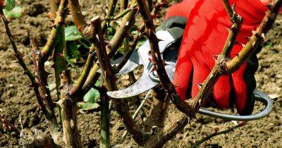 How and When to Prune Roses | Gardener's Path - gardenerspath.com