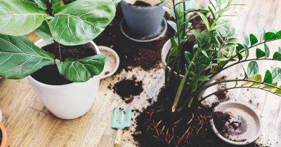 How to Select the Best Houseplant Potting Soil - gardenerspath.com