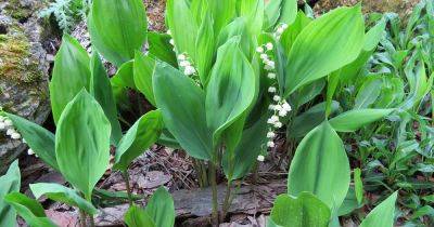 When and How to Divide Lily of the Valley - gardenerspath.com
