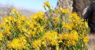 How to Grow Turpentine Bush: the Desert Dazzler | Gardener's Path - gardenerspath.com - Usa -  California -  Texas - Mexico