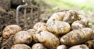 The Best 11 Potato Varieties to Grow at Home - gardenerspath.com