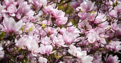 23 of the Best Magnolia Varieties - gardenerspath.com - Japan