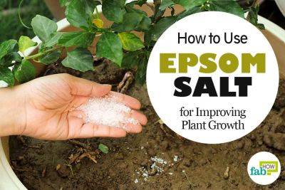 How to Use Epsom Salt in Garden for Improving Plant Growth - fabhow.com