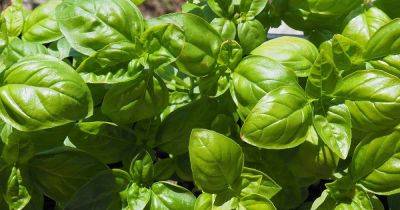 How to Plant and Grow Genovese Basil - gardenerspath.com -  Oregon - Italy