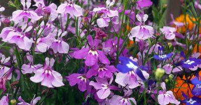 How to Plant and Grow Garden Lobelia | Gardener's Path - gardenerspath.com