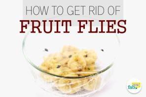 How to Get Rid of Fruit Flies Quickly and Easily - fabhow.com