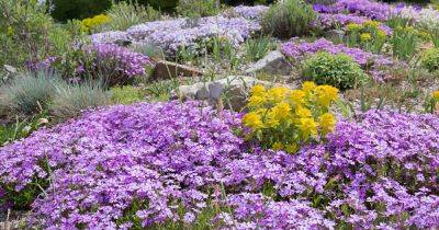 15 of the Best Flowering Ground Covers - gardenerspath.com