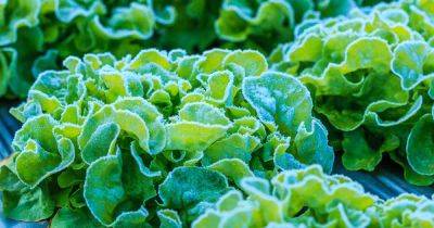 Does Lettuce Need Protection from Frost? - gardenerspath.com -  Oregon - Russia