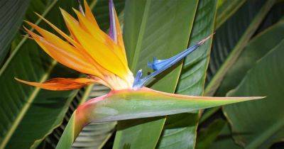 Why Are My Bird of Paradise Leaves Turning Yellow? - gardenerspath.com
