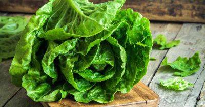 Why Homegrown Lettuce Is Bitter and How to Prevent It - gardenerspath.com